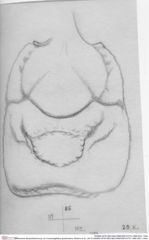 Historische Skizze/Zeichnung von Cracensigillatus gracilirostrus (Robins et al., 2013) (NHMW-AFW-GEO-BACHMAYER-FOTO-1990-0041-1454)